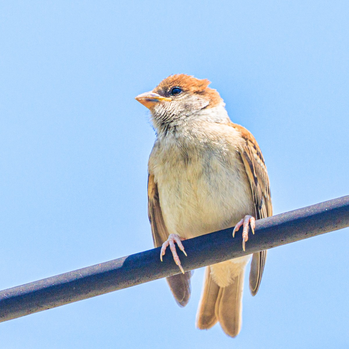 Eurasian Tree Sparrow - Masaharu Inada