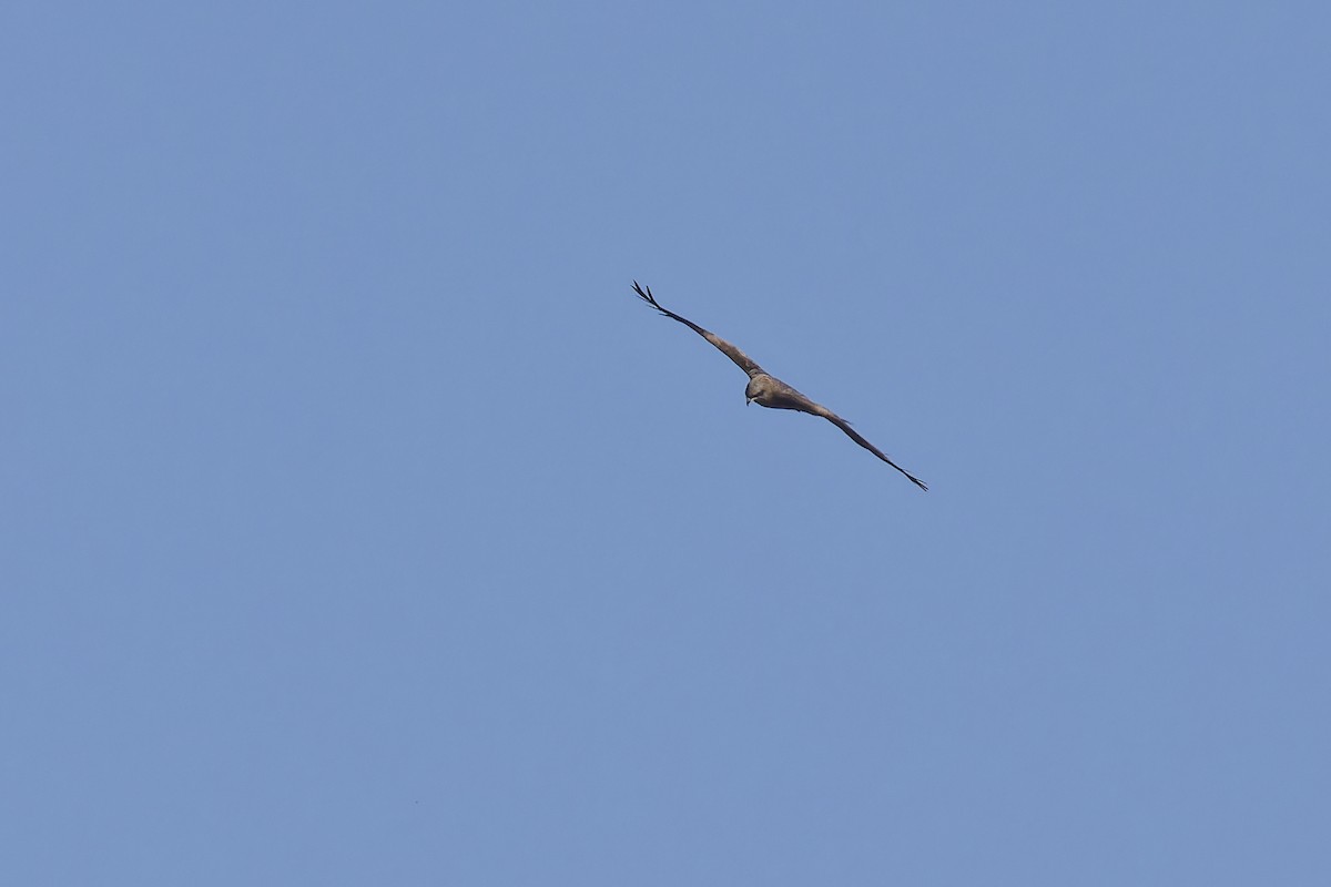 Black Kite (Black) - Calle Wiksten