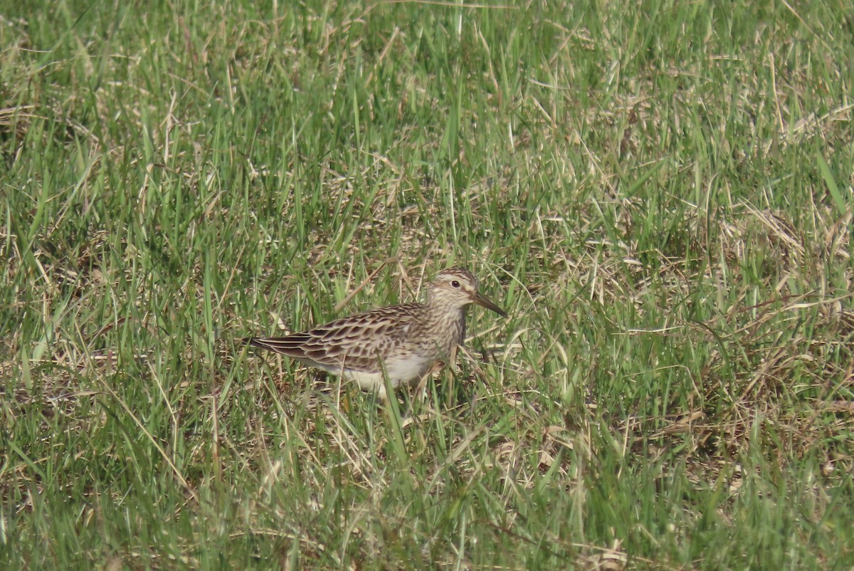 Pectoral Sandpiper - Jeff Walters