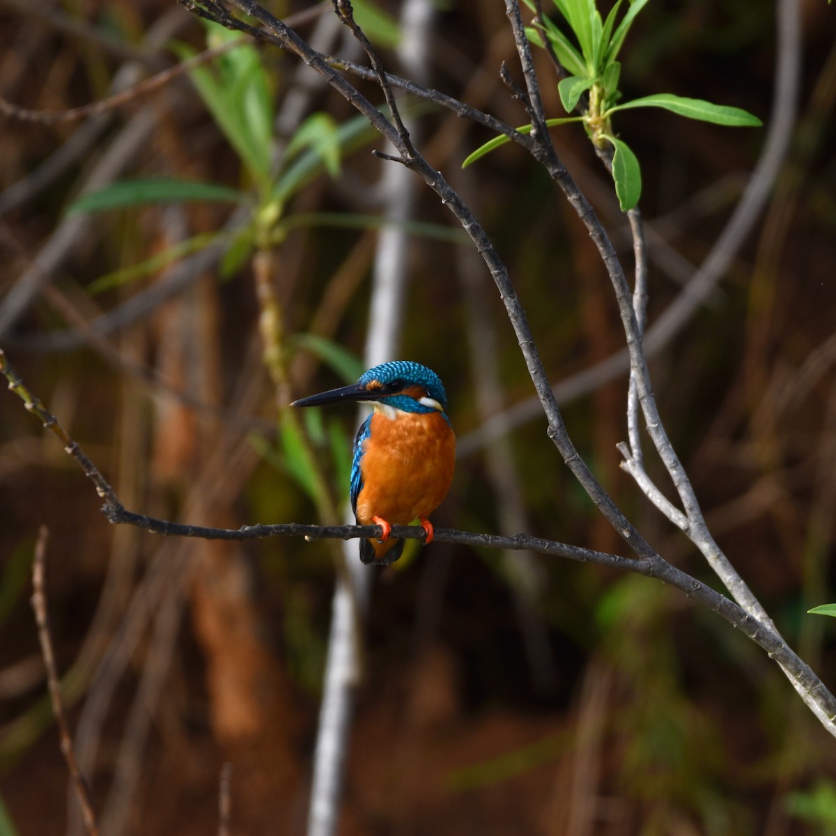 Common Kingfisher - Shridhar Acharya