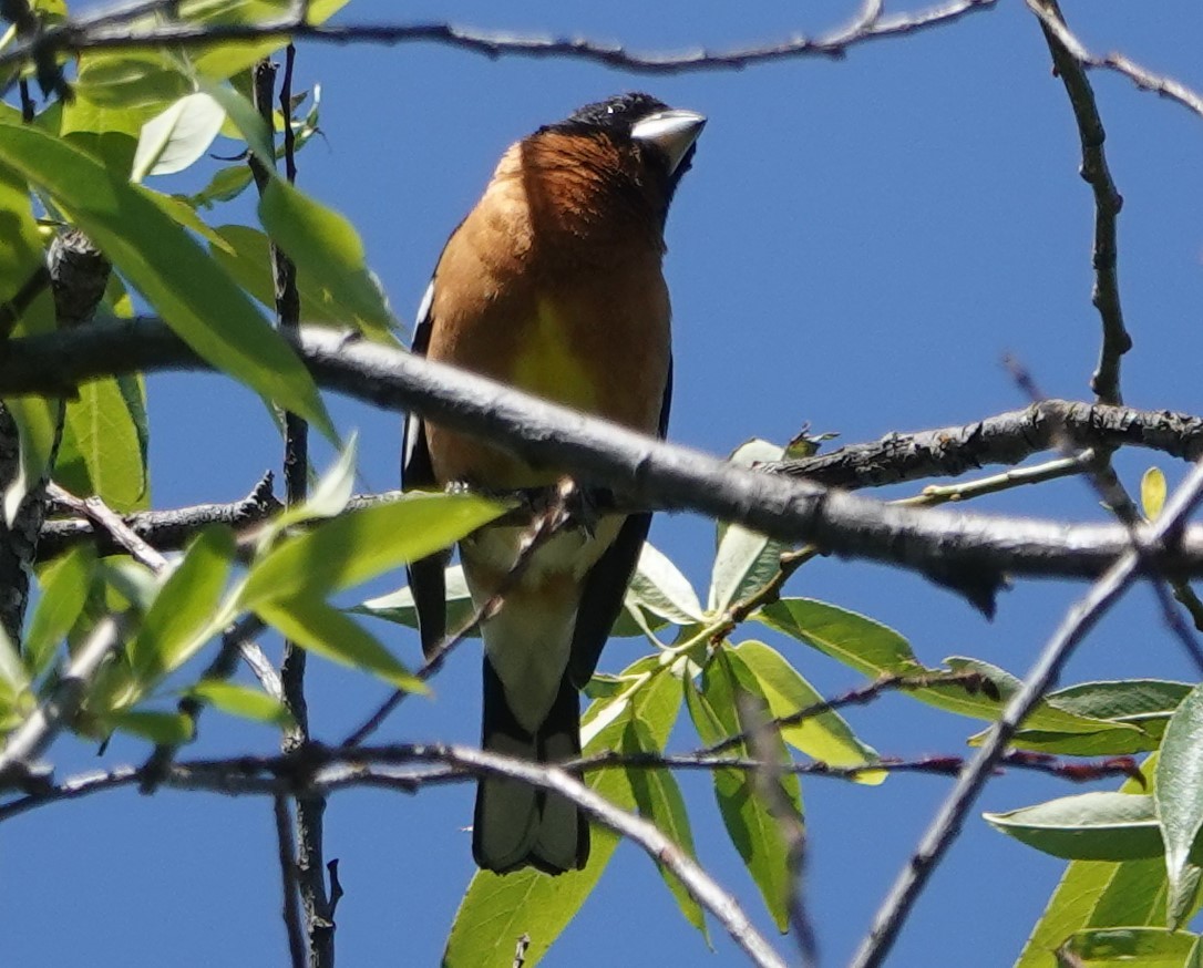Black-headed Grosbeak - Ann Nightingale
