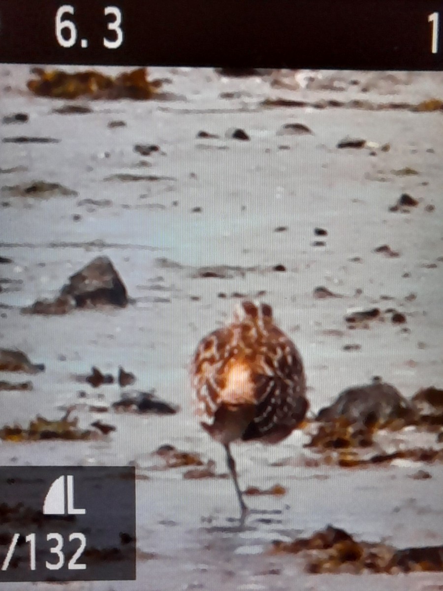 Bristle-thighed Curlew - ML619385120