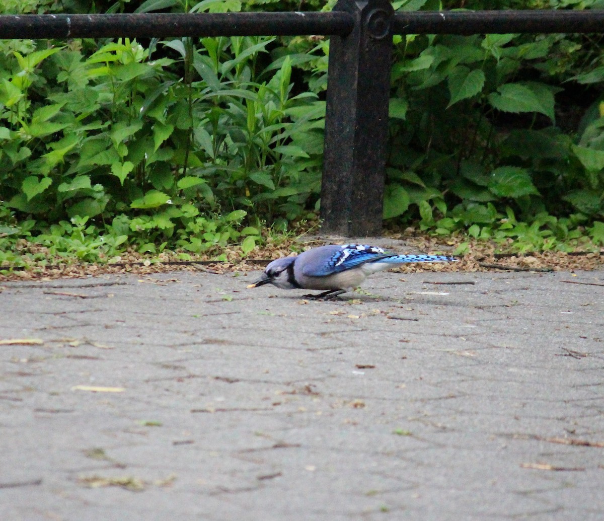 Blue Jay - Neema Das