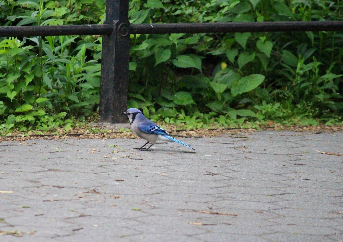 Blue Jay - Neema Das