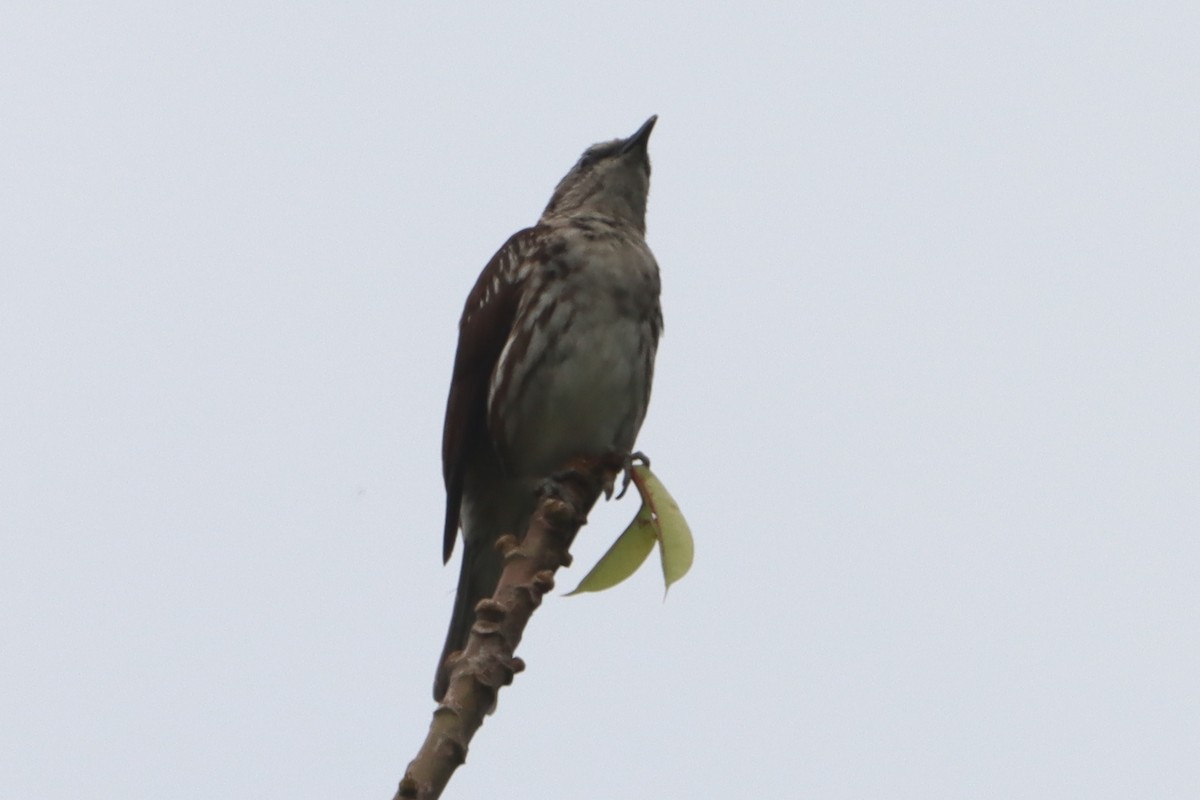 Visayan Rhabdornis - David Morrison