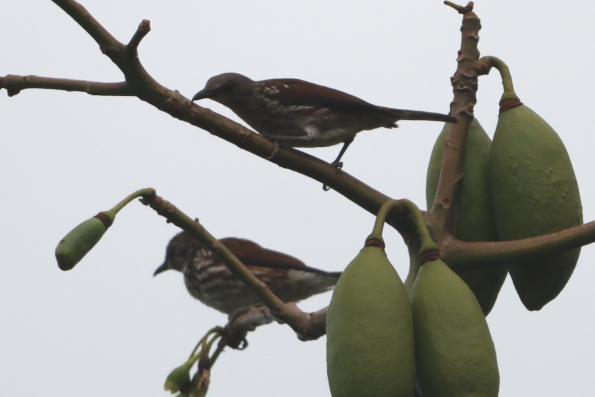 Visayan Rhabdornis - ML619385133