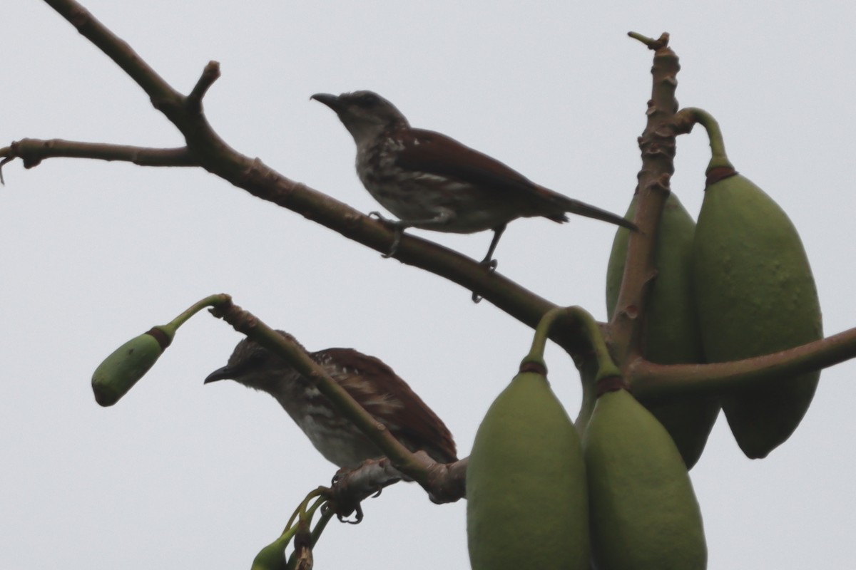 Visayan Rhabdornis - David Morrison