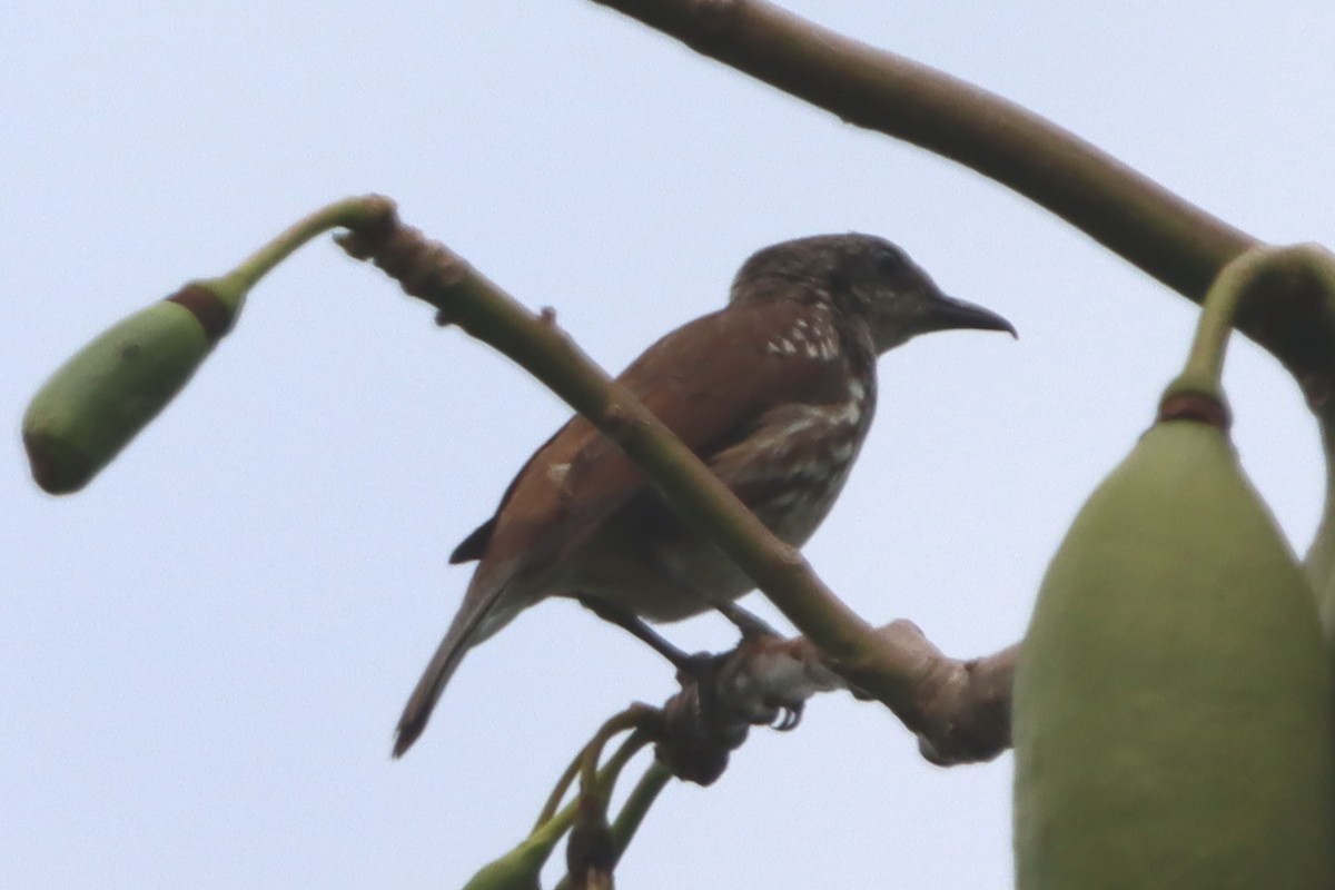 Visayan Rhabdornis - ML619385135