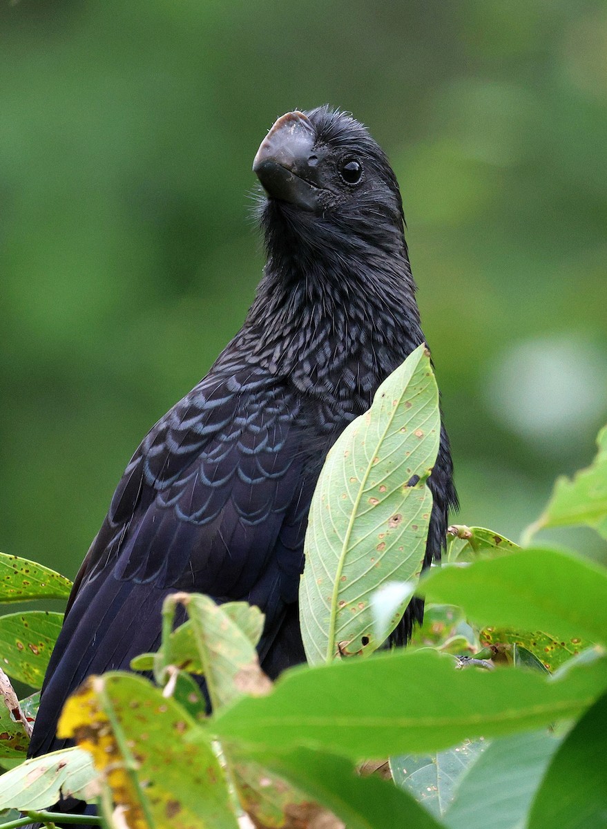 Smooth-billed Ani - ML619385148