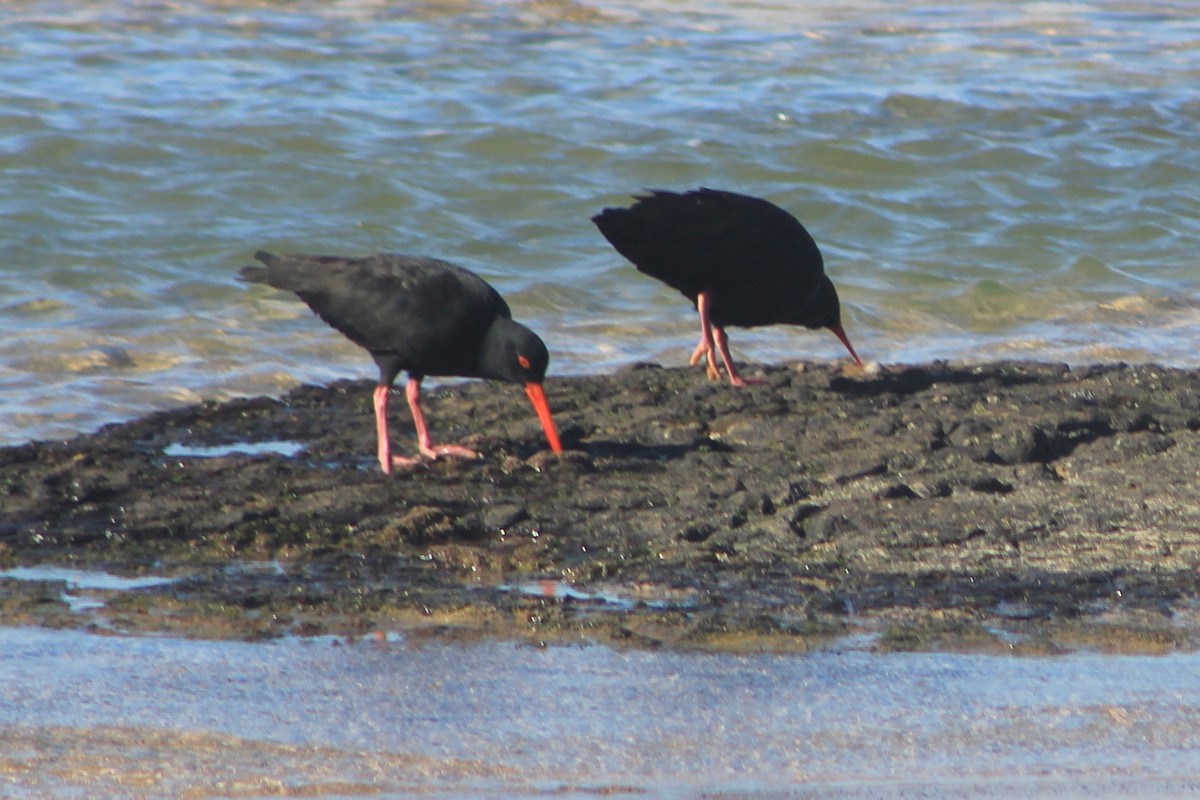 Sooty Oystercatcher - ML619385152