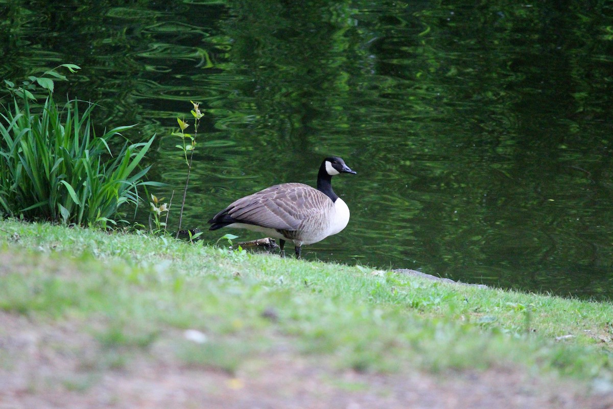 Canada Goose - Neema Das