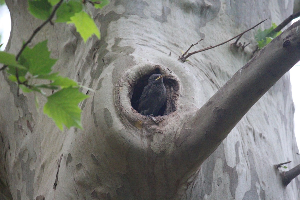 European Starling - Neema Das