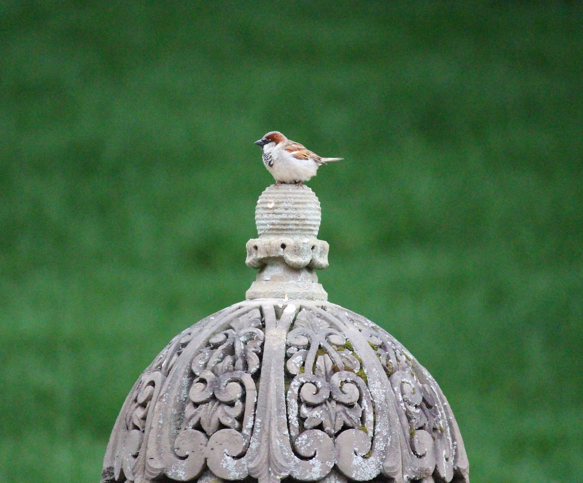 House Sparrow - ML619385160