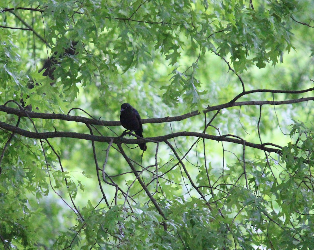 Common Grackle - ML619385163