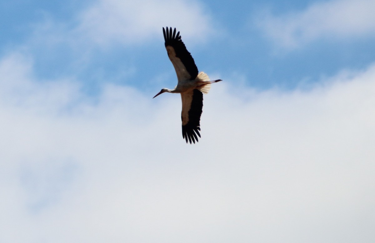 White Stork - bousquet francois
