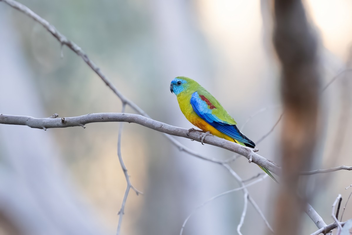 Turquoise Parrot - Ian Shrubsole