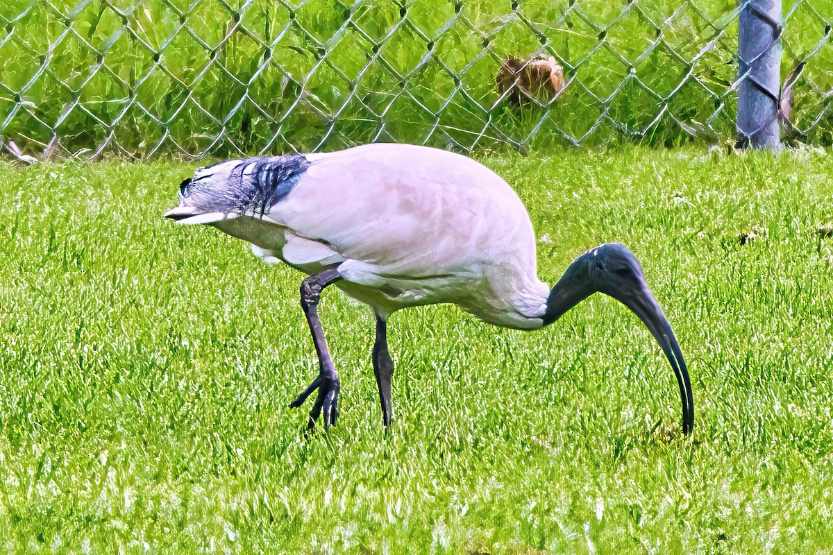 Australian Ibis - Alfons  Lawen