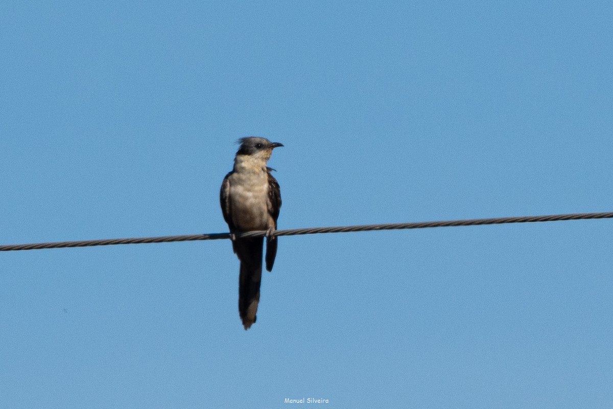Great Spotted Cuckoo - Manuel Silveira