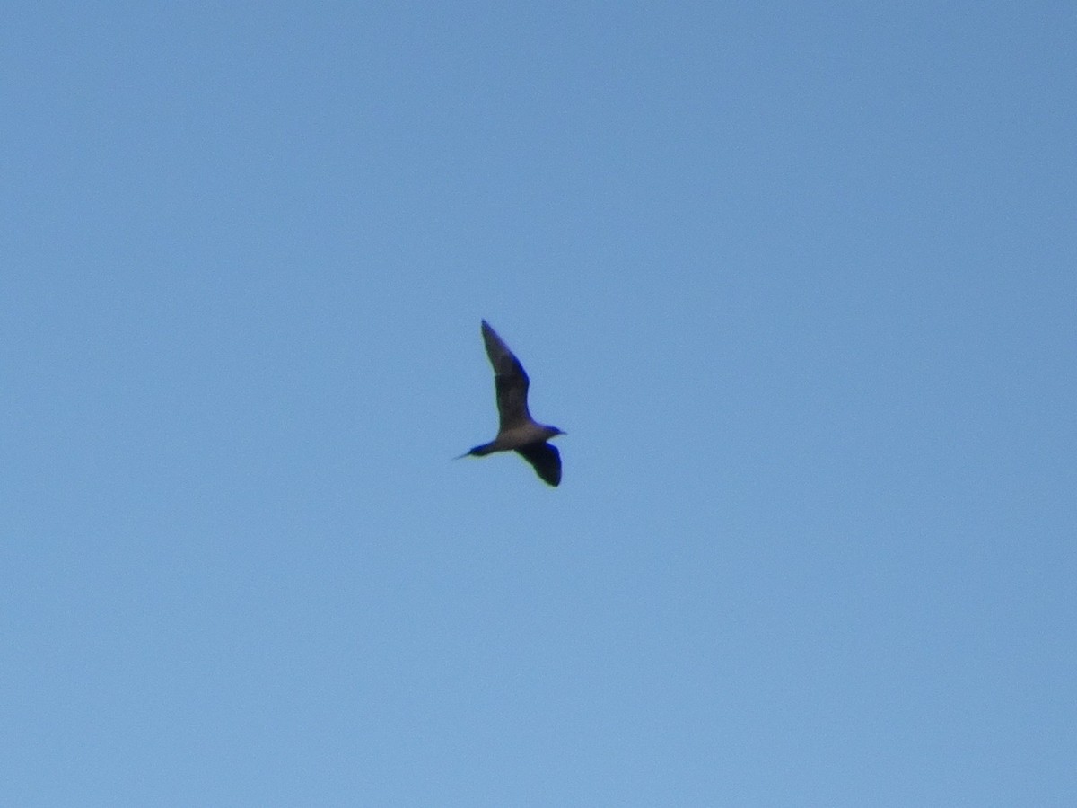 Parasitic Jaeger - ML619385200