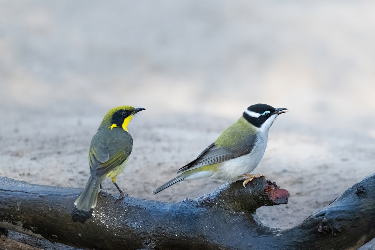 Black-chinned Honeyeater - Ian Shrubsole