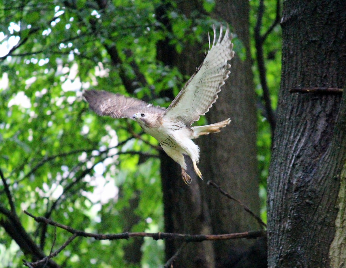 Red-tailed Hawk - ML619385214