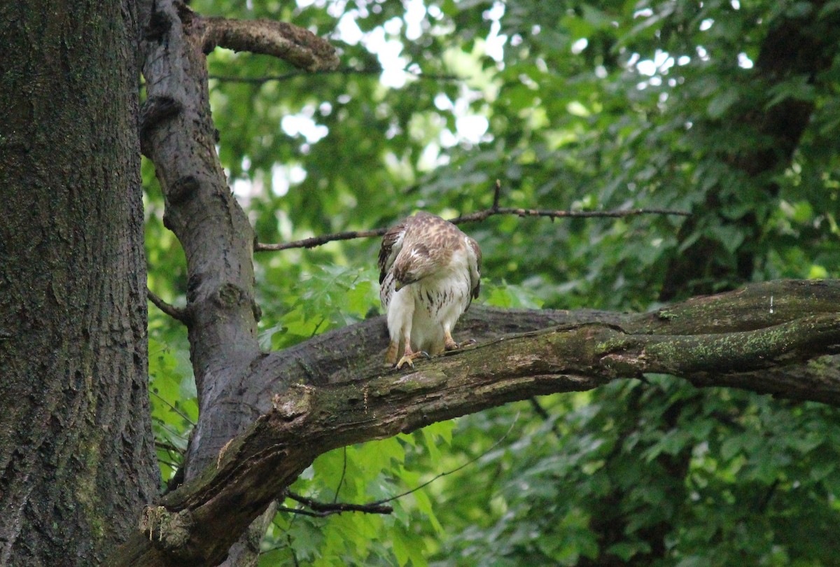 Red-tailed Hawk - Neema Das