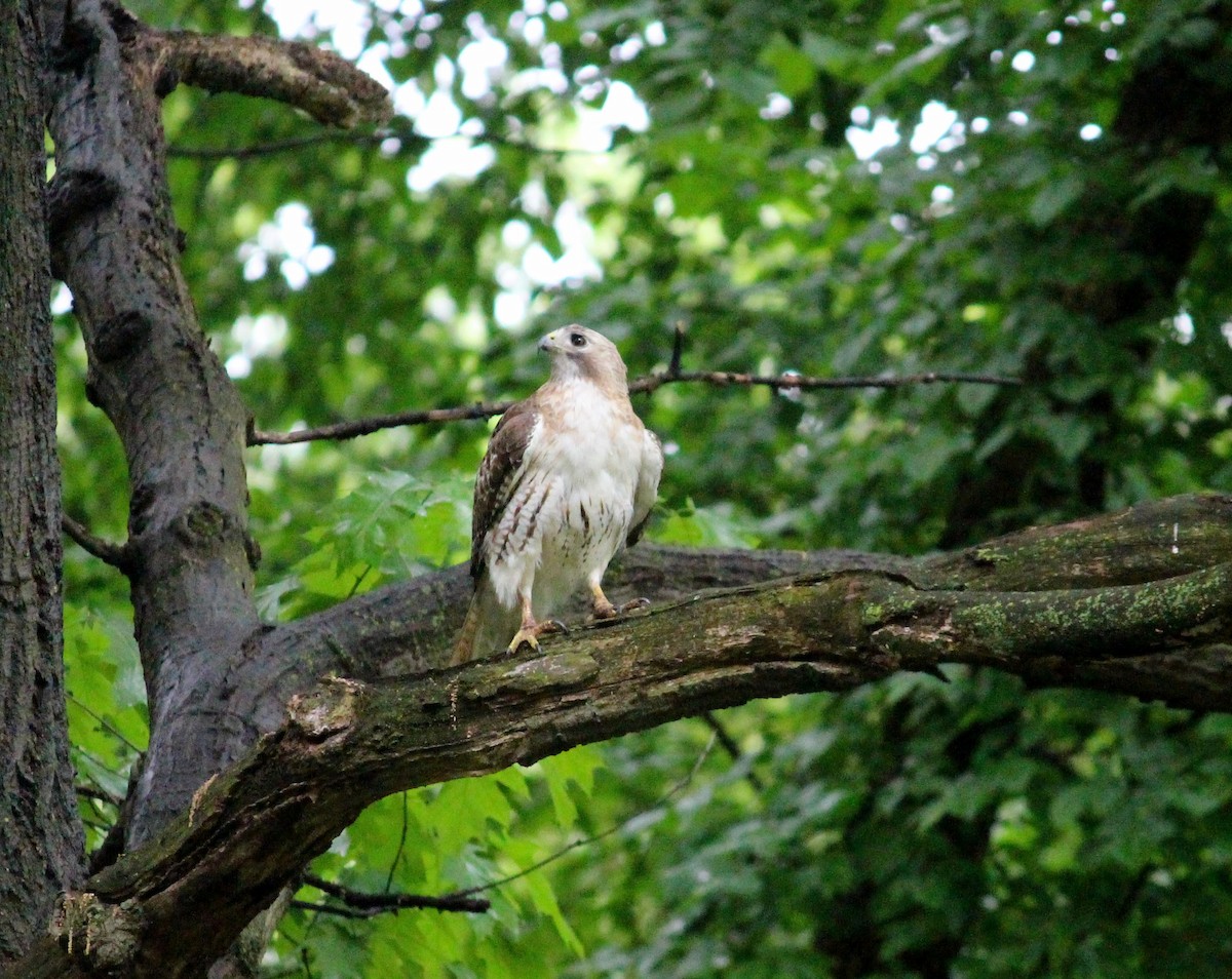 Red-tailed Hawk - ML619385216