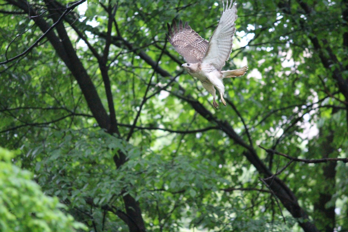 Red-tailed Hawk - Neema Das