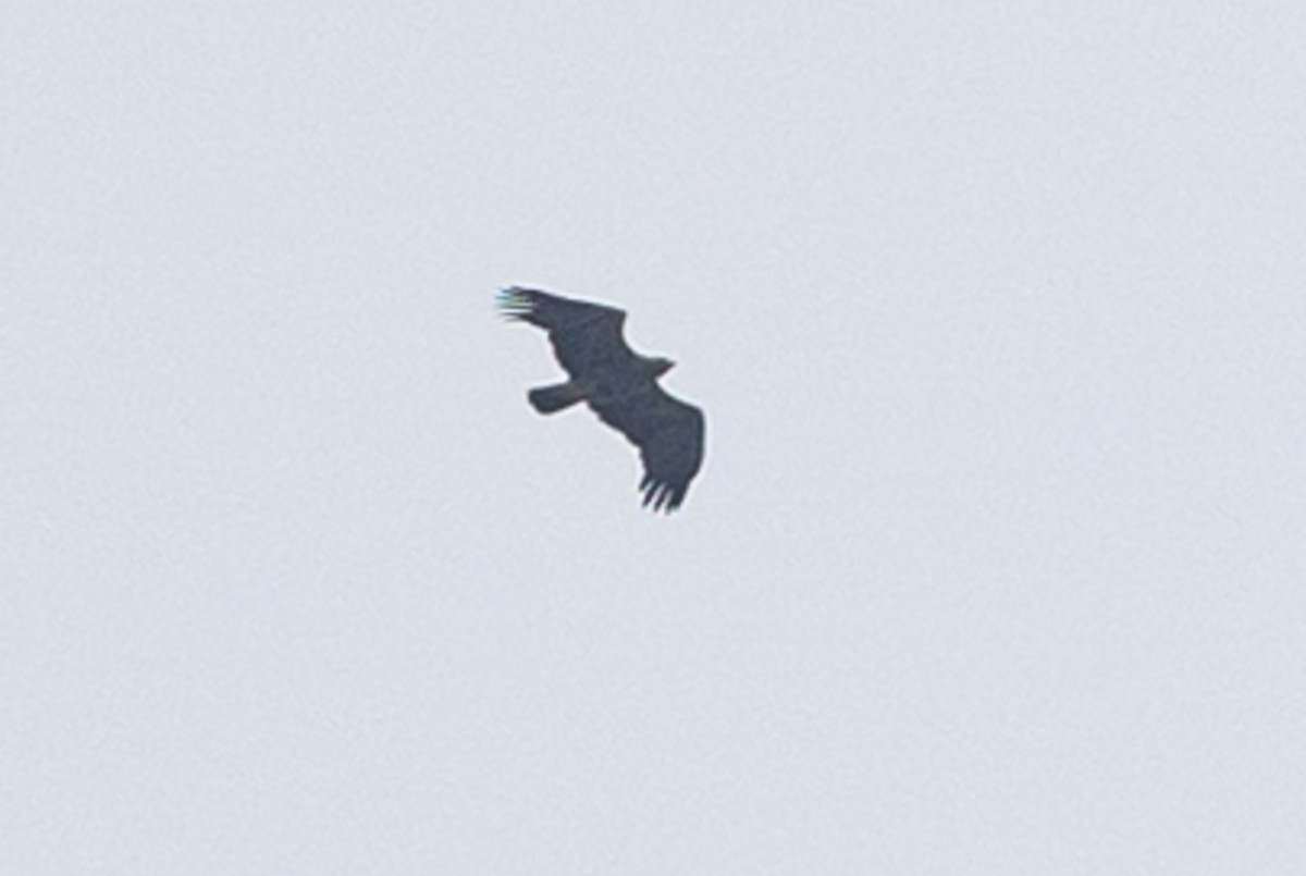 Lesser Spotted Eagle - Honza Grünwald