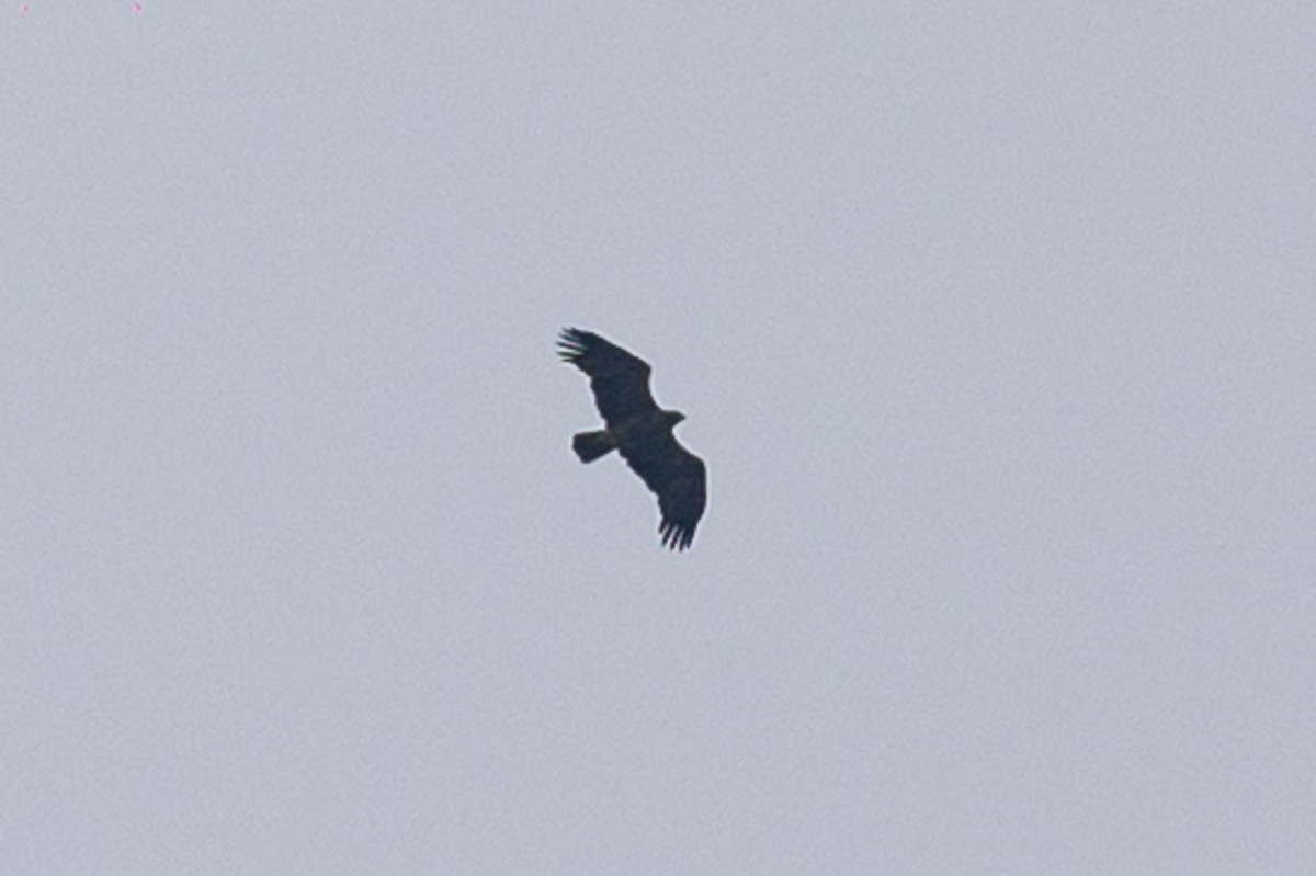 Lesser Spotted Eagle - Honza Grünwald