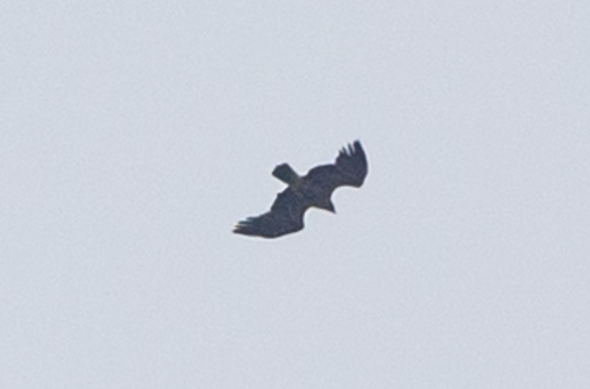 Lesser Spotted Eagle - Honza Grünwald