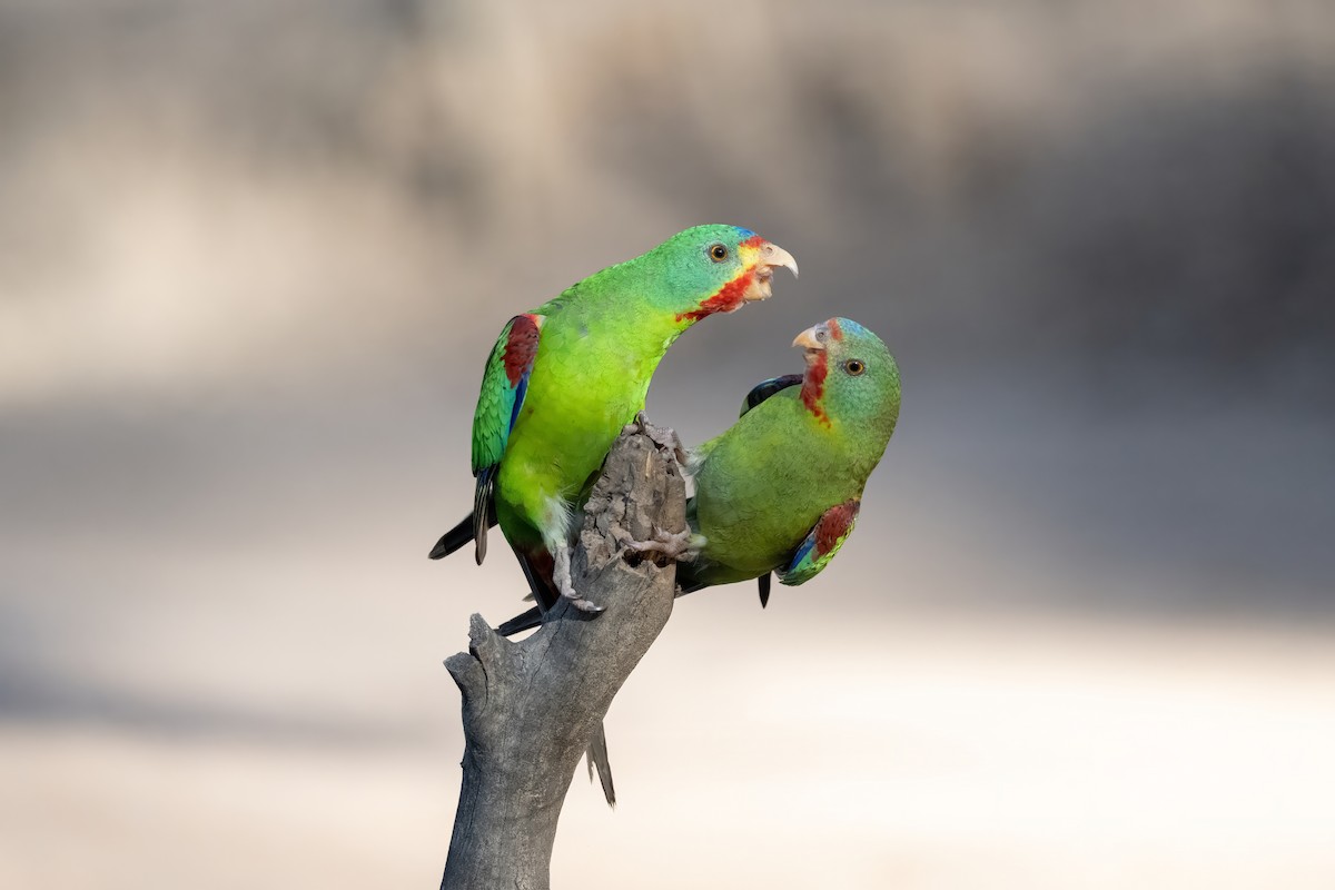 Swift Parrot - Ian Shrubsole