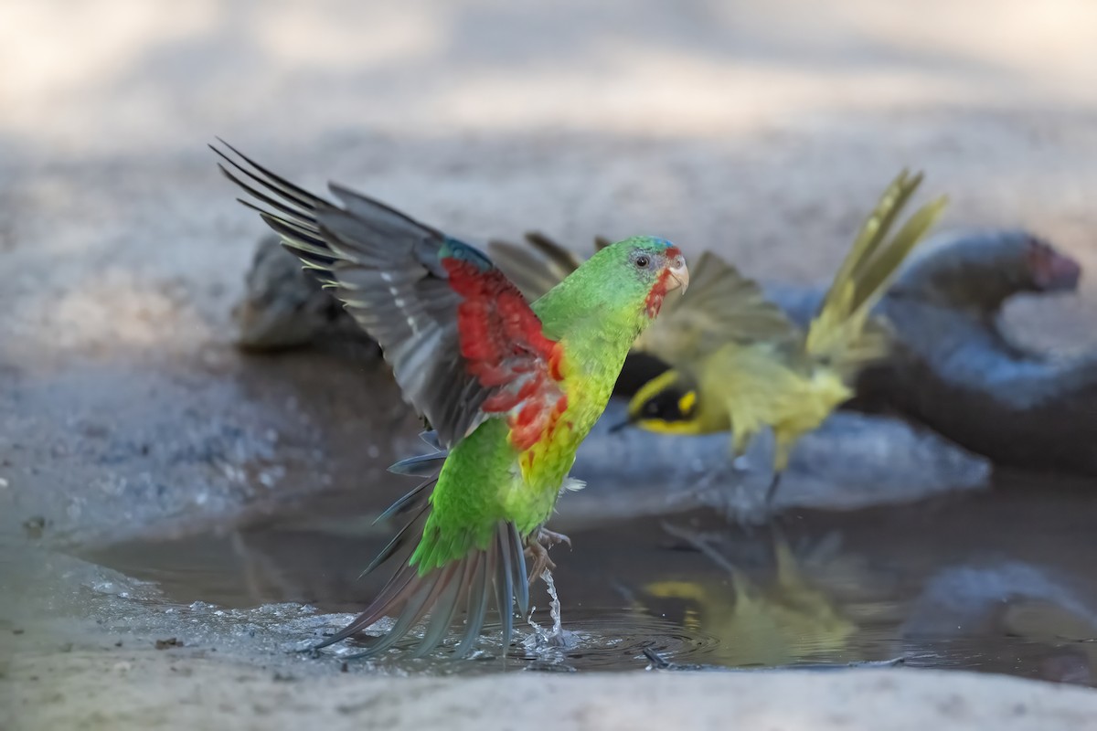 Swift Parrot - Ian Shrubsole