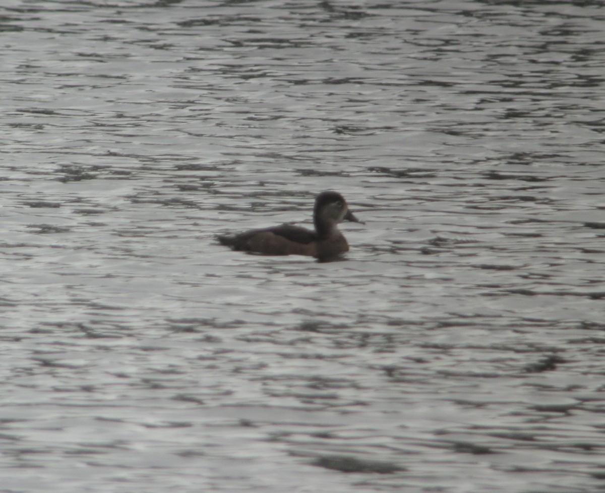 Ring-necked Duck - ML619385237