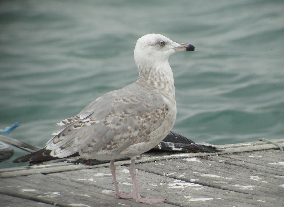 セグロカモメ（argentatus／argenteus） - ML619385245