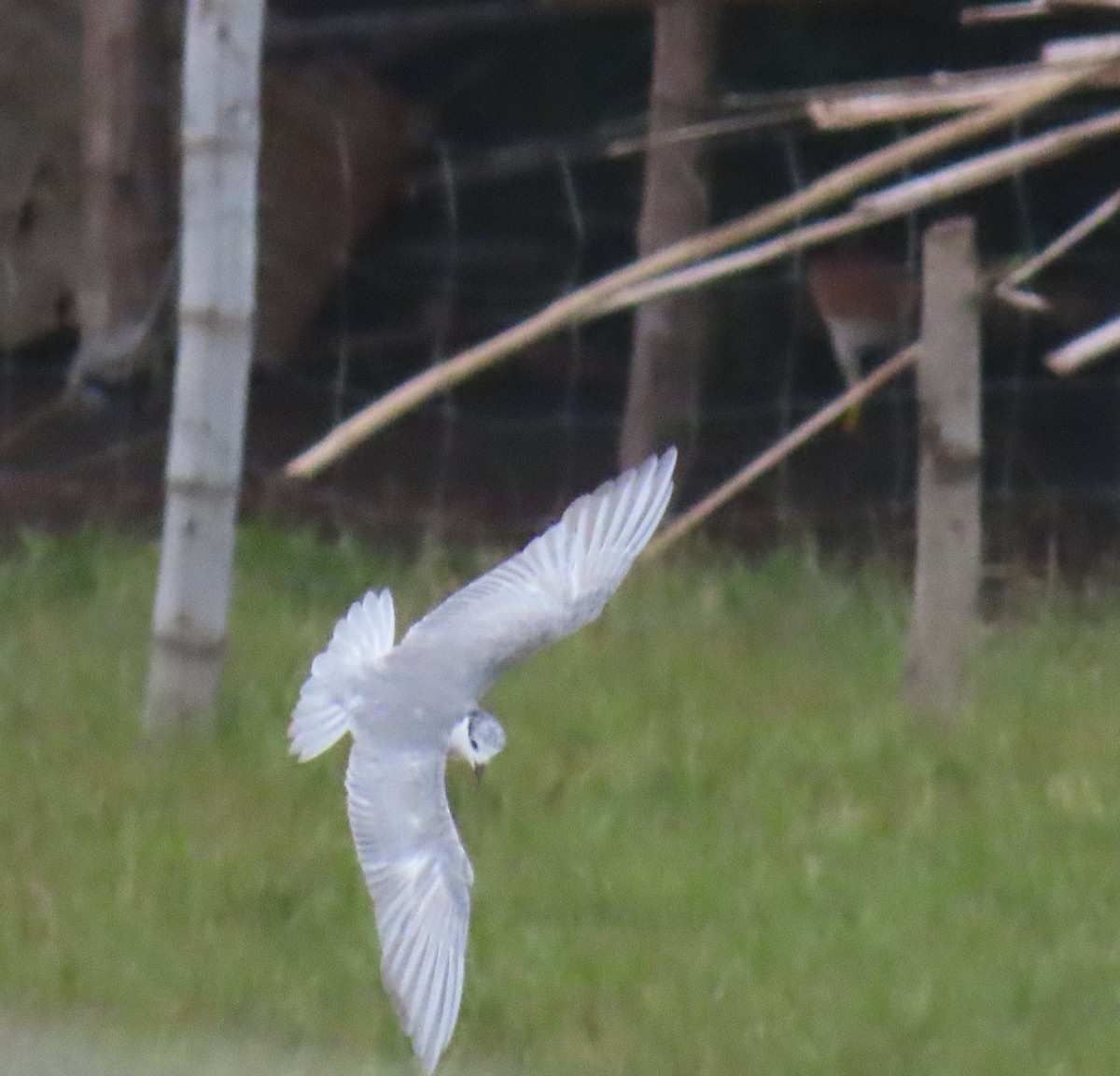 Whiskered Tern - Hercs Doria