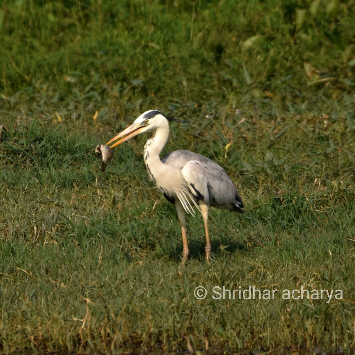 Gray Heron - Shridhar Acharya