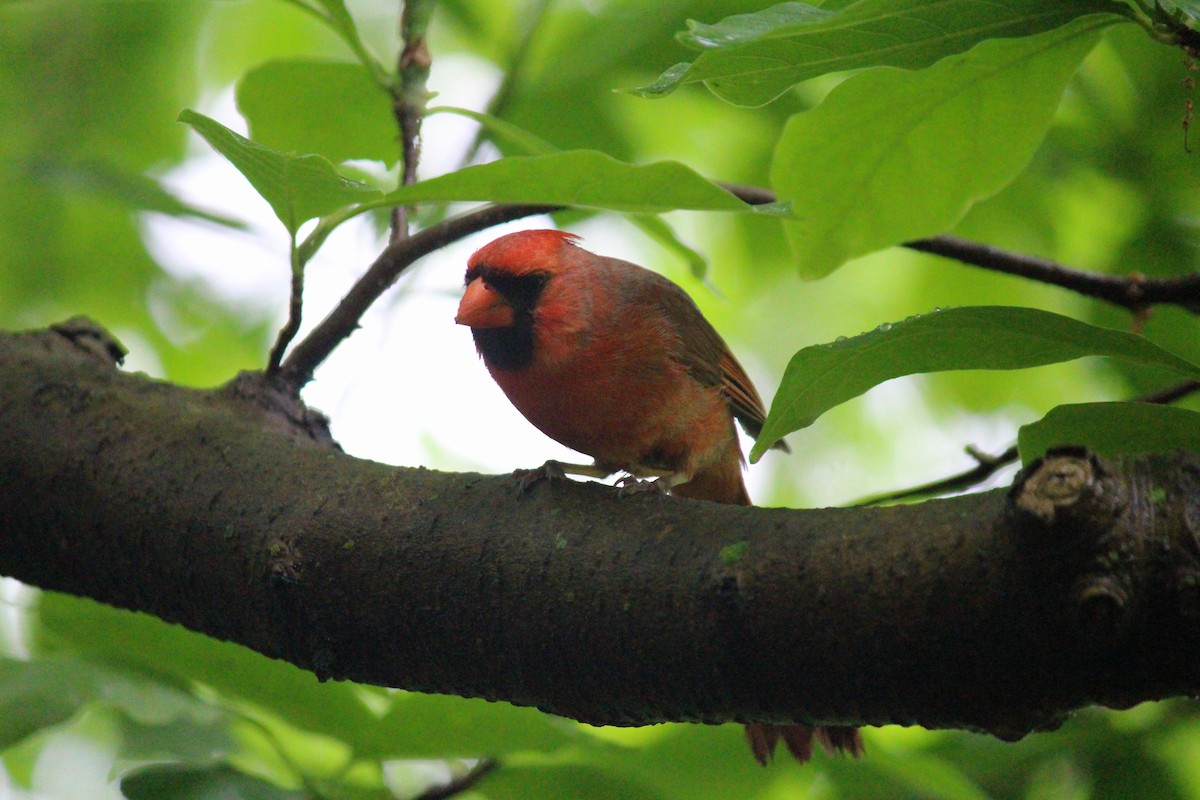 Northern Cardinal - Neema Das