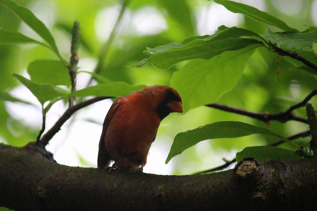 Northern Cardinal - ML619385265