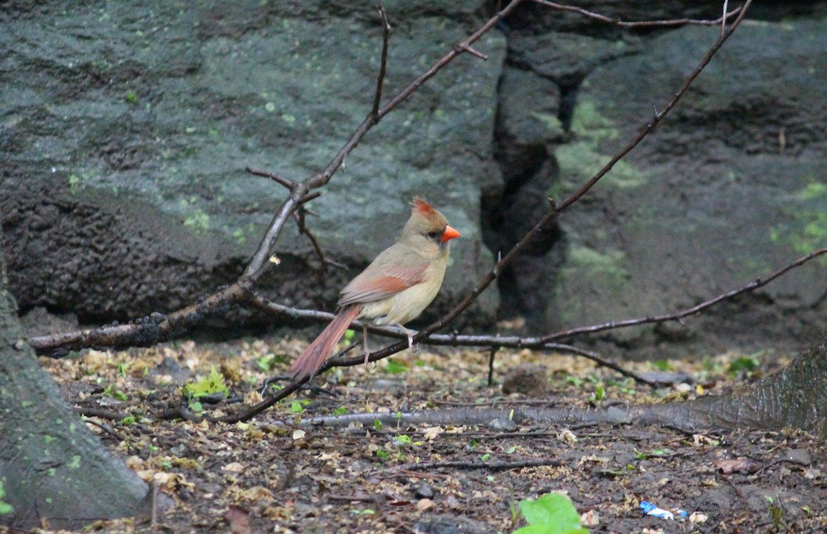 Northern Cardinal - ML619385266