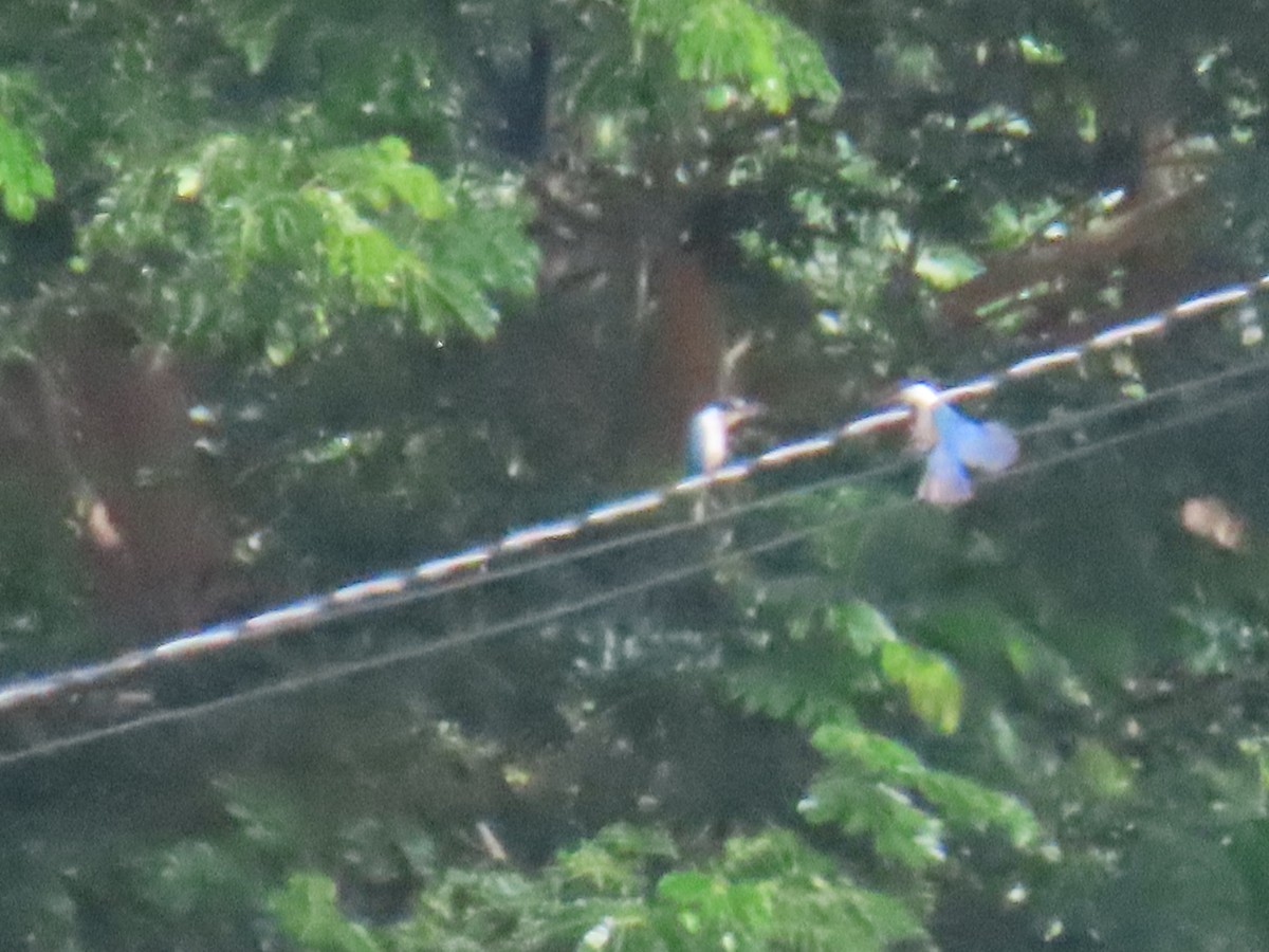 Collared Kingfisher - Hercs Doria