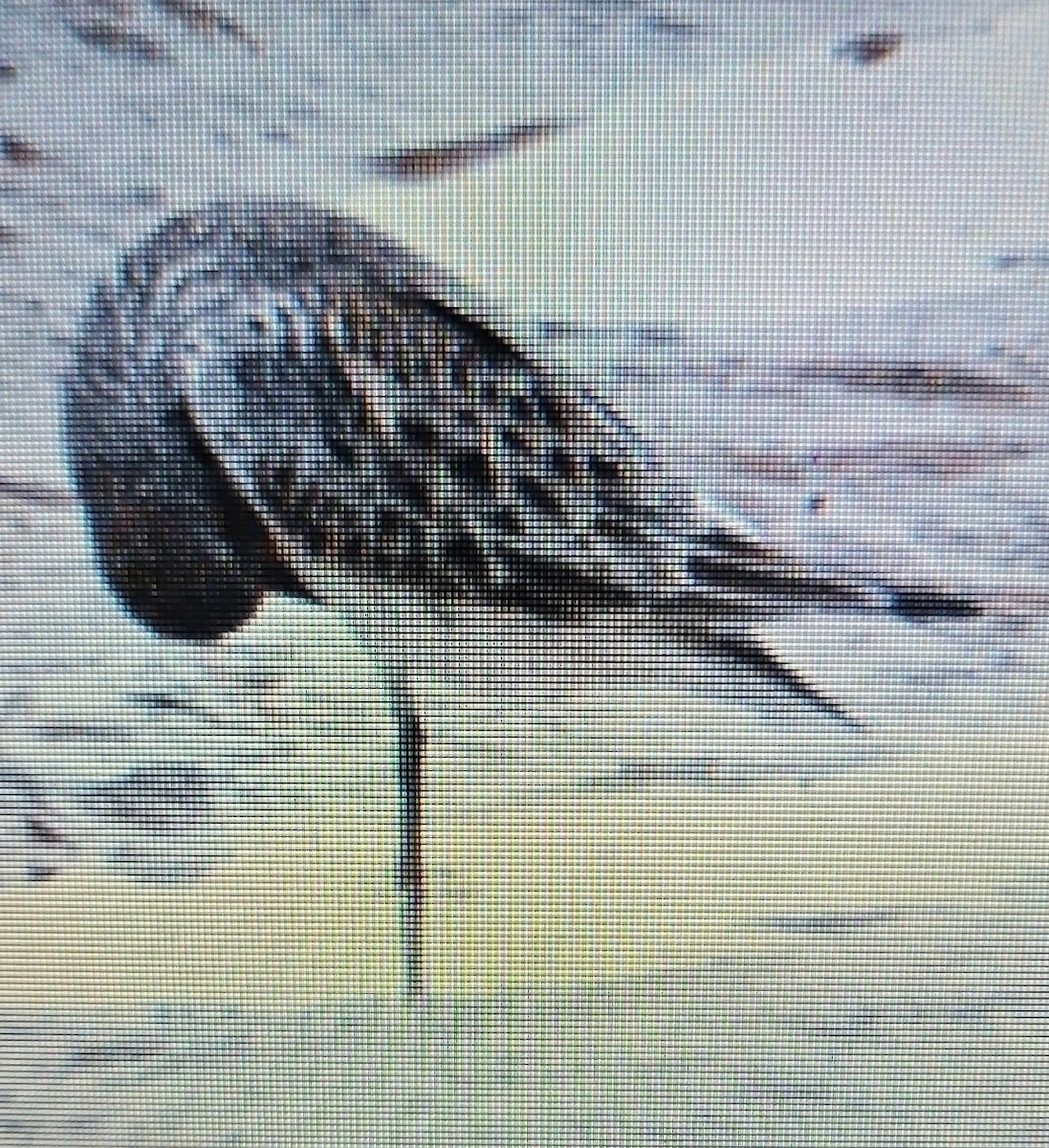 White-rumped Sandpiper - Lori Combs