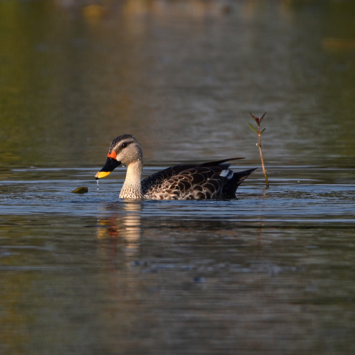 Indian Spot-billed Duck - Shridhar Acharya