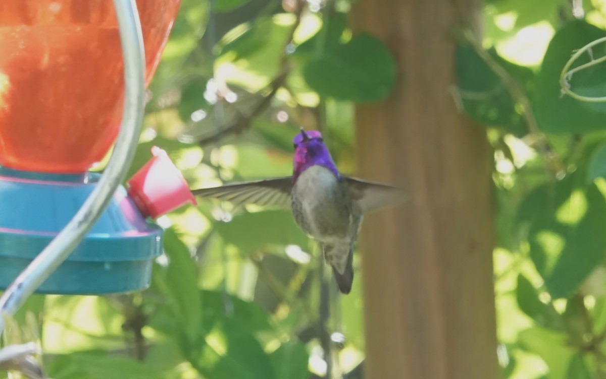 Costa's Hummingbird - Ann Nightingale