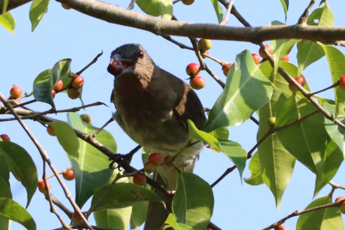 Visayan Bulbul - David Morrison