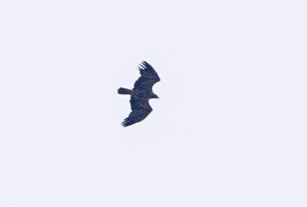 Lesser Spotted Eagle - Richard Selix