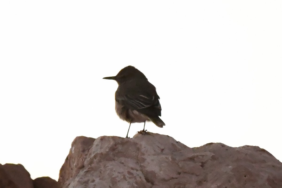 Black-billed Shrike-Tyrant - ML619385322