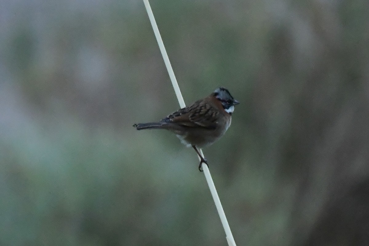 Rufous-collared Sparrow - Miguel Arribas Tiemblo