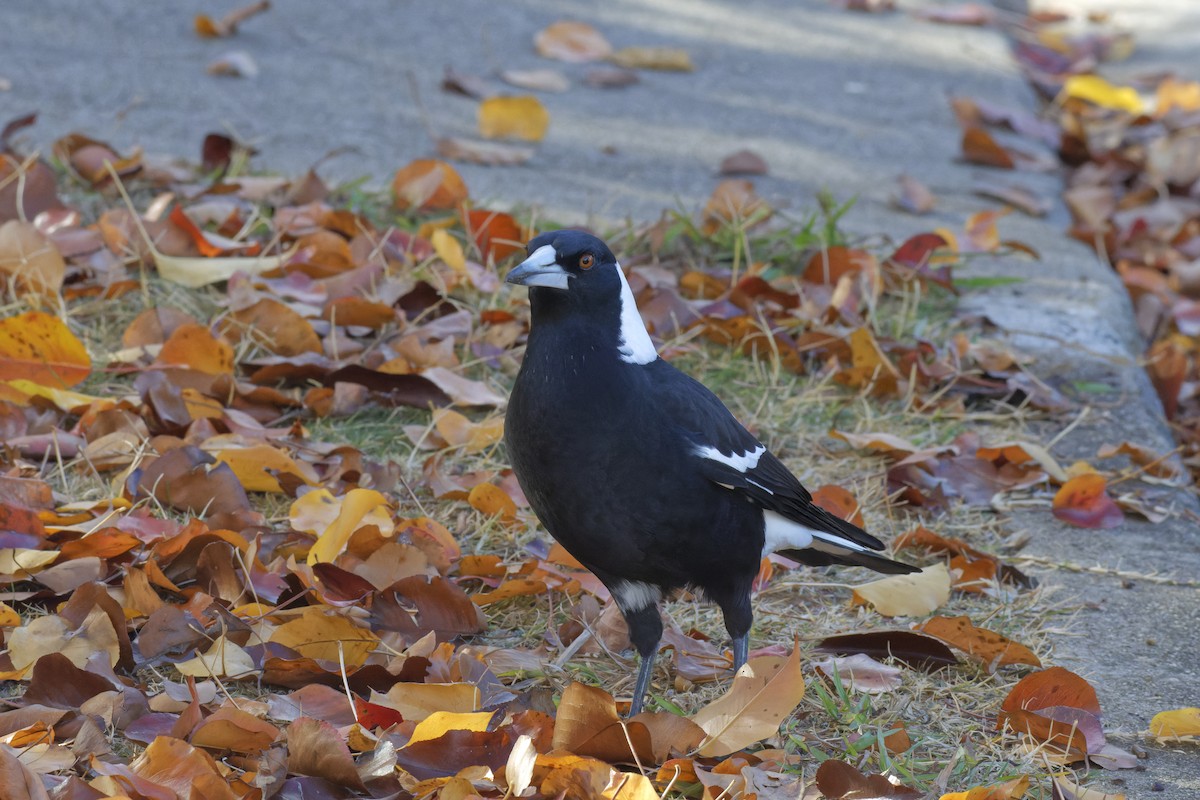 Australian Magpie (Black-backed) - John Watson