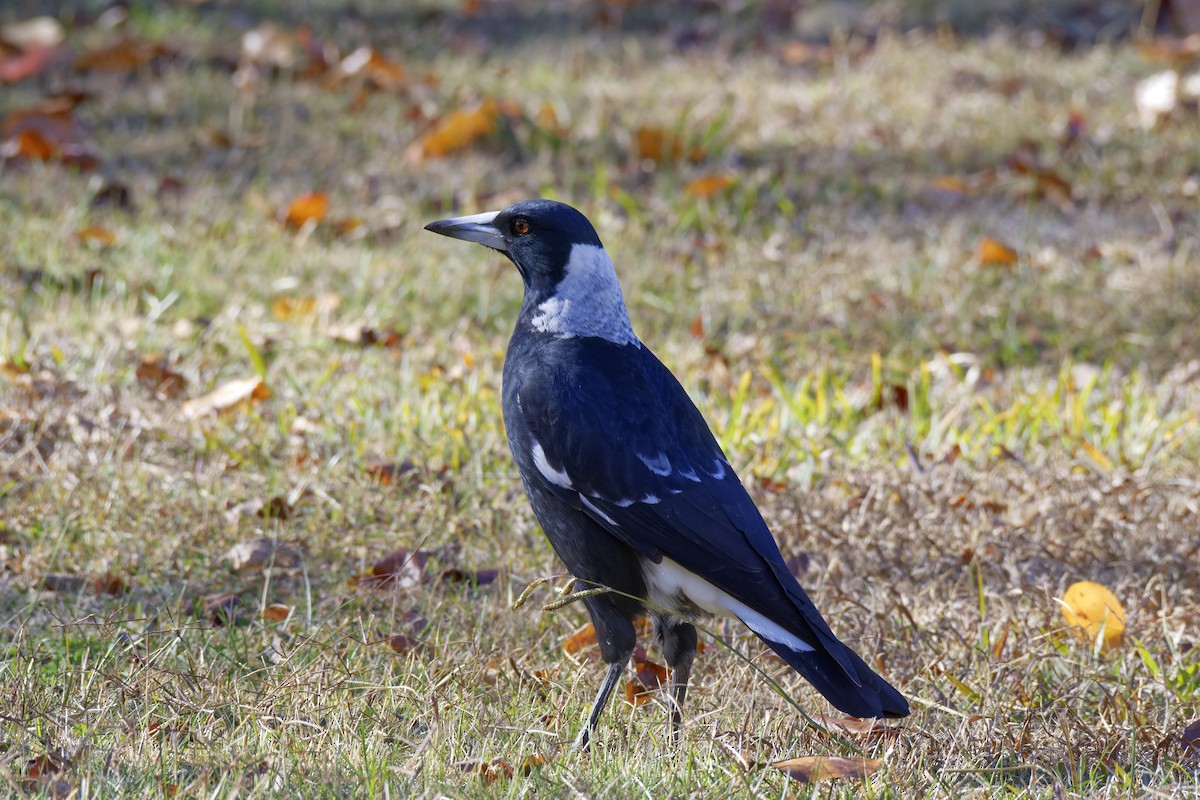 Australian Magpie (Black-backed) - John Watson